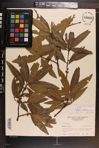 Quercus phellos image