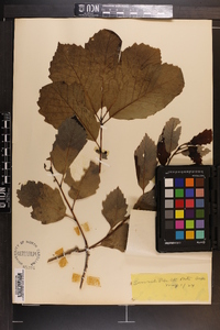 Quercus prinoides image