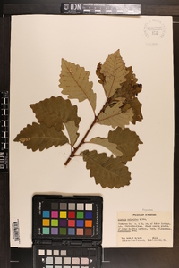 Quercus prinoides image