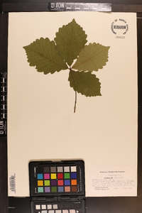 Quercus prinoides image