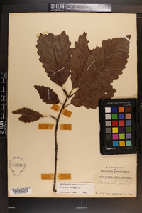 Quercus montana image