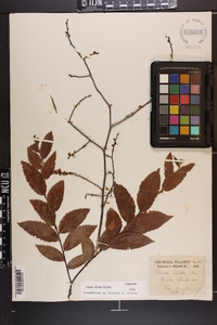 Ulmus alata image