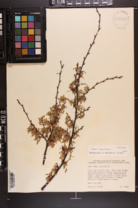 Ulmus alata image