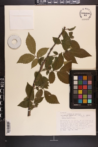 Ulmus alata image