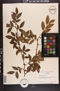 Ulmus alata image