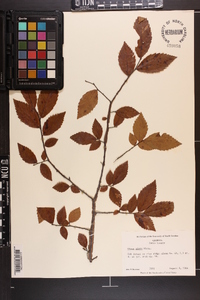 Ulmus alata image