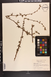 Ulmus alata image