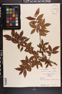 Ulmus alata image