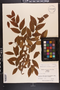 Ulmus alata image