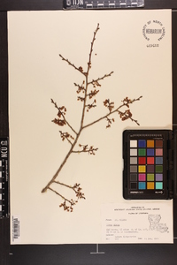 Ulmus alata image