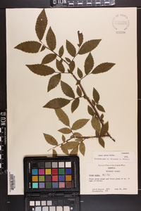 Ulmus alata image