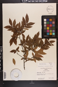 Ulmus alata image