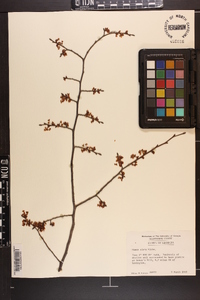 Ulmus alata image