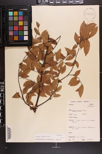 Ulmus alata image