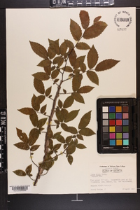 Ulmus alata image