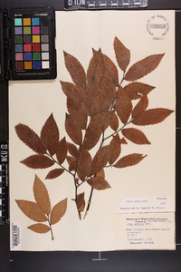 Ulmus alata image