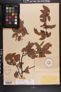 Ulmus alata image