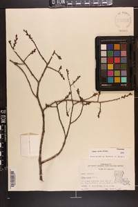 Ulmus alata image