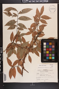 Ulmus alata image