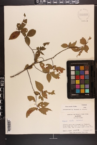 Ulmus alata image