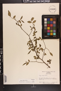 Ulmus alata image