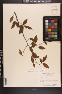 Ulmus alata image