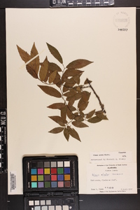 Ulmus alata image