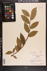 Ulmus alata image