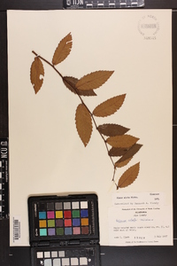 Ulmus alata image