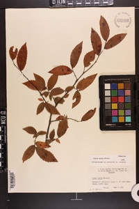 Ulmus alata image