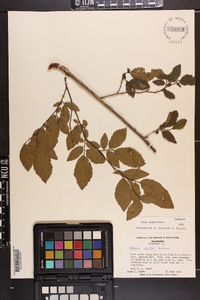 Ulmus alata image