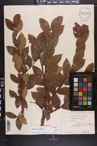 Ulmus alata image