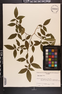 Ulmus alata image