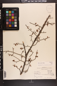 Ulmus alata image