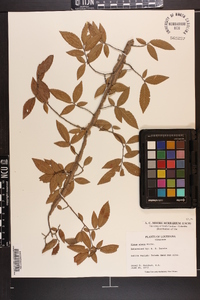 Ulmus alata image