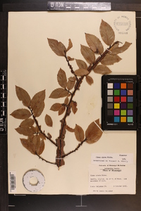 Ulmus alata image