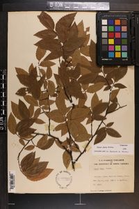 Ulmus alata image