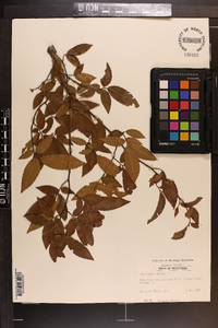 Ulmus alata image