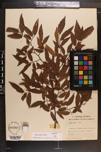 Ulmus alata image