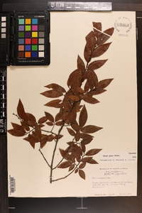 Ulmus alata image