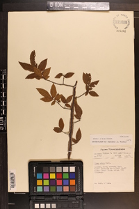 Ulmus alata image