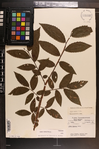 Ulmus alata image