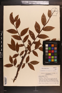 Ulmus alata image