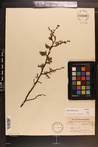 Ulmus alata image