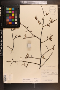 Ulmus alata image