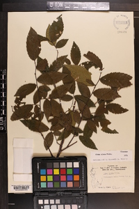 Ulmus alata image