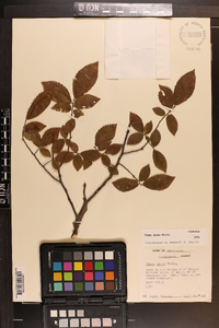 Ulmus alata image