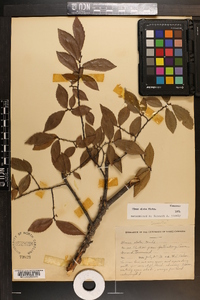 Ulmus alata image