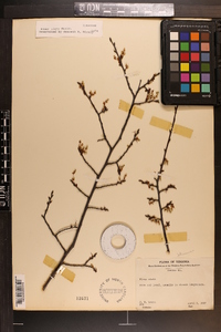 Ulmus alata image