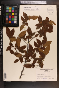 Ulmus alata image